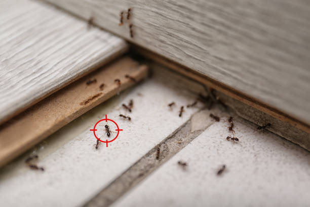 Best Cockroach Control Services  in Laurium, MI